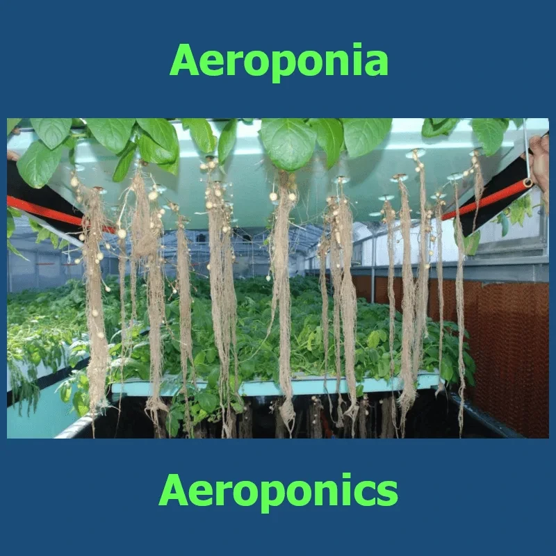 💦 Aeroponic