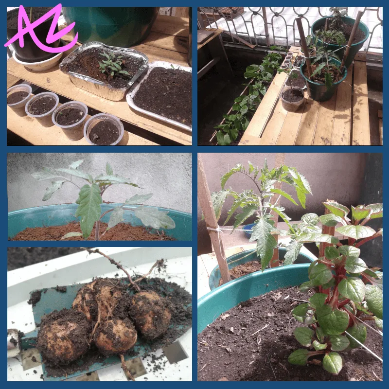 Exp-001: 🪴 Urban Garden